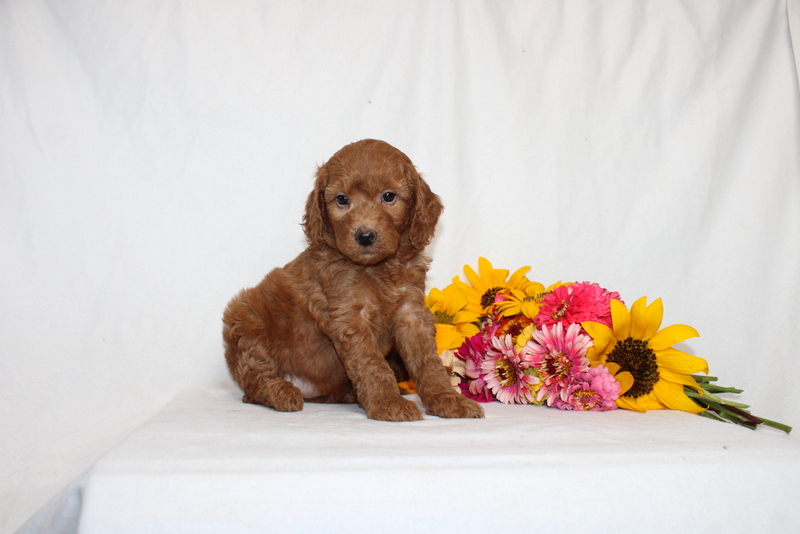 puppy, for, sale, Mini Goldendoodle F1B, Matthew B. Stoltzfus, dog, breeder, Gap, PA, dog-breeder, puppy-for-sale, forsale, nearby, find, puppyfind, locator, puppylocator, aca
